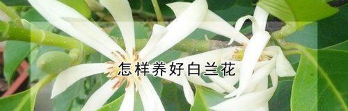 白兰花换盆全攻略（注意事项、步骤、时间、方法等详解）