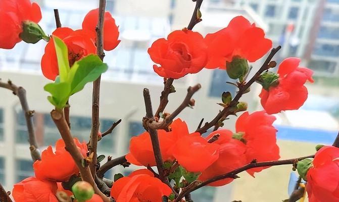 大叶海棠花的养殖与注意事项（打造美丽花园的关键——大叶海棠）
