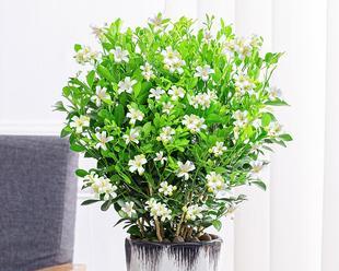 九里香的养护与开花技巧（掌握这些方法，让你的九里香不停开花）