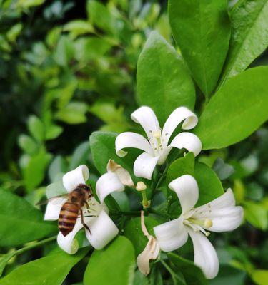 九里香的养护与开花技巧（掌握这些方法，让你的九里香不停开花）