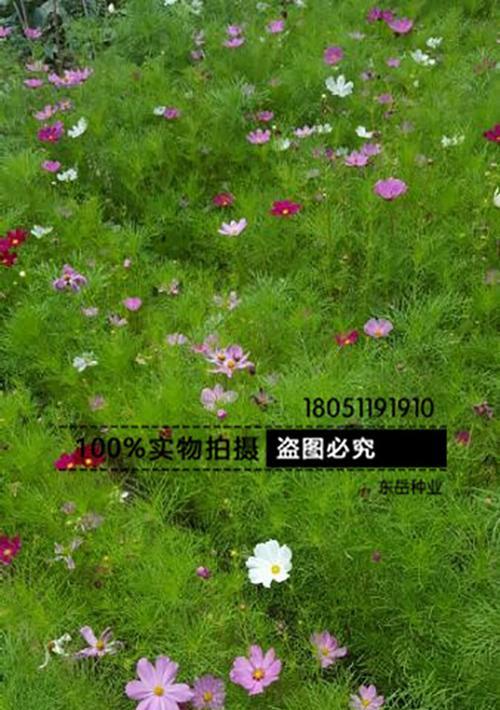 种植格桑花的最佳时间（从播种到收获，全程指南）