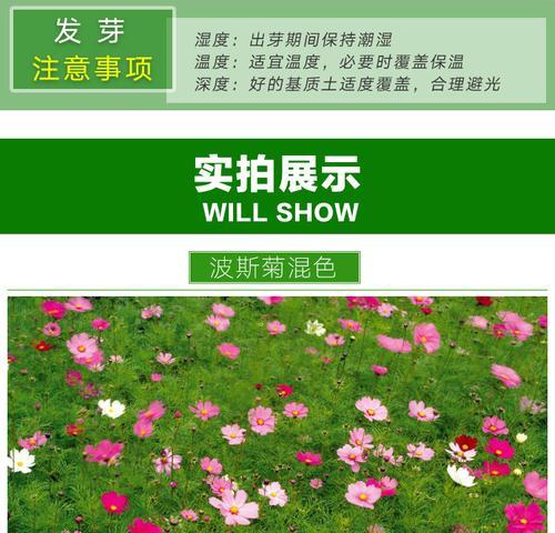种植格桑花的最佳时间（从播种到收获，全程指南）