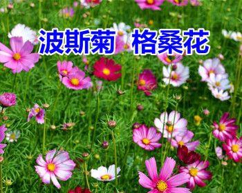 种植格桑花的最佳时间（从播种到收获，全程指南）