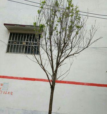 关于桂花树的截头问题（桂花树可以截头吗？如何正确地截头？）