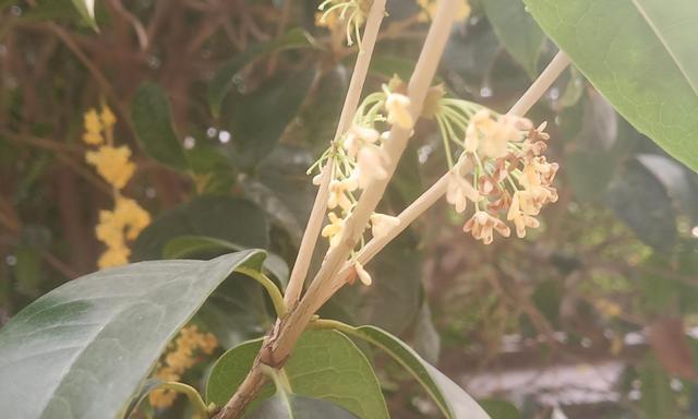 关于桂花树的截头问题（桂花树可以截头吗？如何正确地截头？）