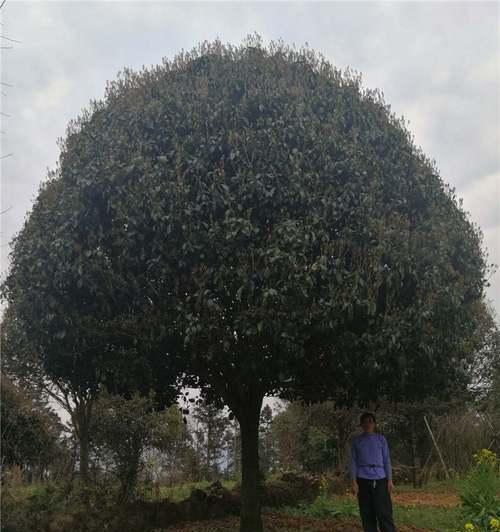 关于桂花树的截头问题（桂花树可以截头吗？如何正确地截头？）