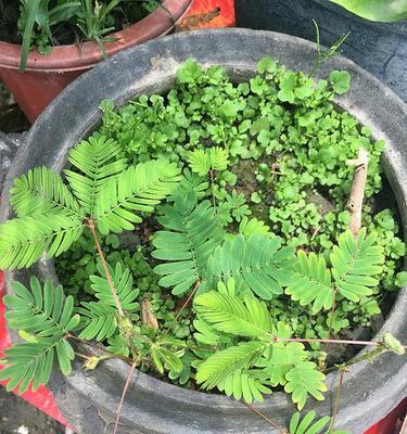 含羞草怎样养？（打造一个极具观赏价值的花坛）