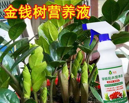 如何在夏季给金钱树施肥？（营养液的使用，让你的金钱树更健康）