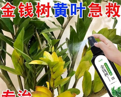 如何在夏季给金钱树施肥？（营养液的使用，让你的金钱树更健康）