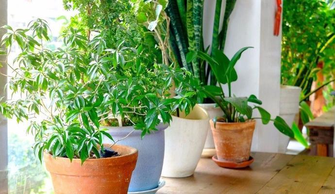 家庭花卉养殖大全（种植技巧、养护方法及选择推荐）