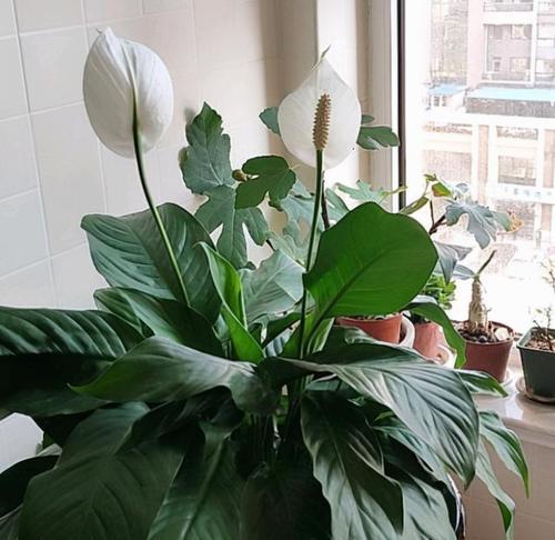 家庭花卉养殖大全（种植技巧、养护方法及选择推荐）
