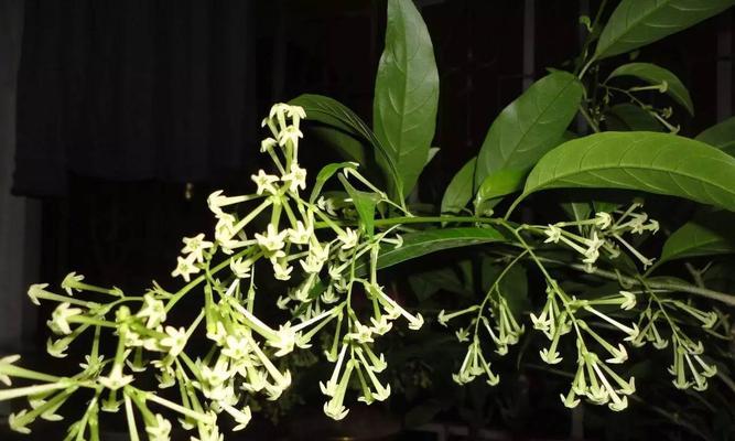 家庭花卉养殖大全（种植技巧、养护方法及选择推荐）