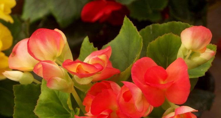 四季海棠盆栽养护全攻略（如何做到四季开花、长期观赏）