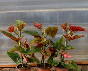 四季海棠盆栽养护全攻略（如何做到四季开花、长期观赏）