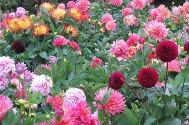 大丽花的养殖方法与注意事项（打造花园盛宴，从大丽花开始）
