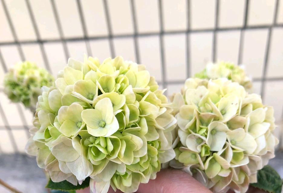 绣球花养护指南（打造美丽花园的秘诀）