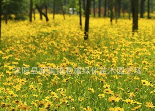 如何正确播种金鸡菊？（掌握关键时间与方法，种出色彩缤纷的金鸡菊）