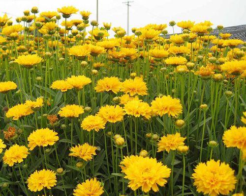 如何正确播种金鸡菊？（掌握关键时间与方法，种出色彩缤纷的金鸡菊）