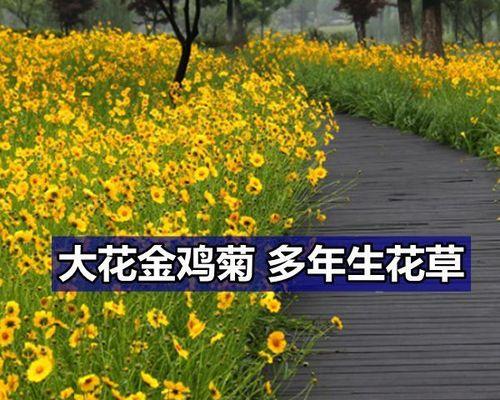 如何正确播种金鸡菊？（掌握关键时间与方法，种出色彩缤纷的金鸡菊）