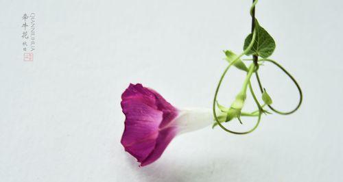 牵牛花——盛夏的绚丽之花（开花季节、生长环境、特点与养护方法）