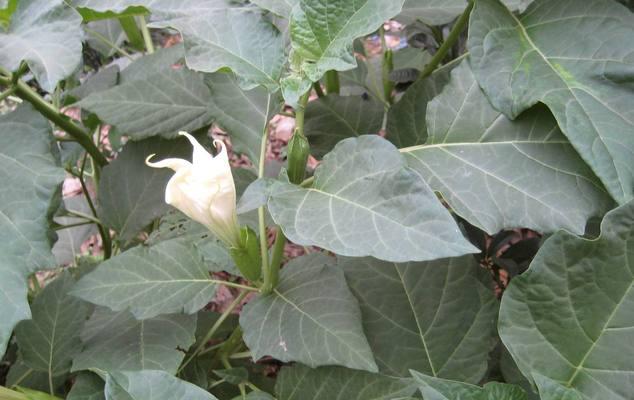 探秘茄科植物的奥秘（茄科植物的分类、特征和应用）