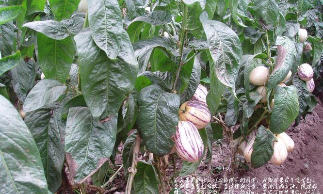 探秘茄科植物的奥秘（茄科植物的分类、特征和应用）