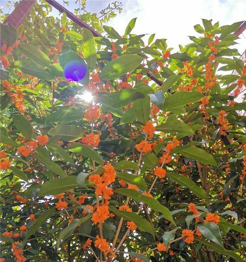 赏花养心，探秘桂花树的8大功效（揭开桂花树神奇面纱，看看它能给我们带来什么）