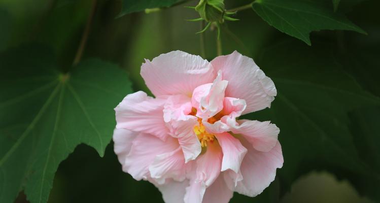 如何养护芙蓉花，让它在炎热的夏日开得更加绚烂？