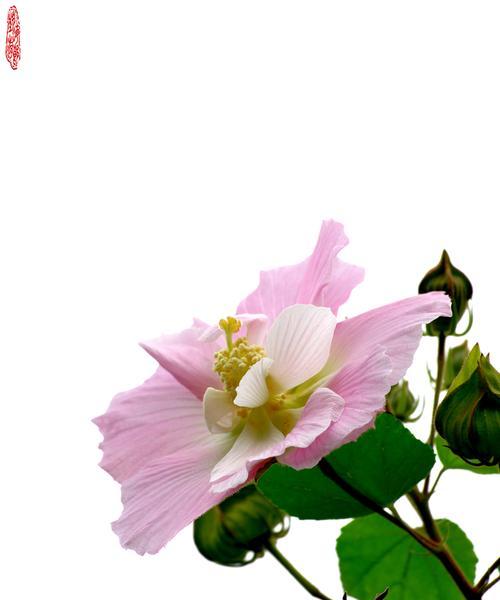 如何养护芙蓉花，让它在炎热的夏日开得更加绚烂？