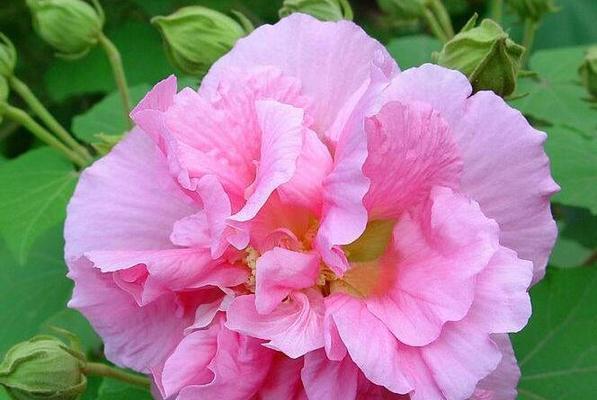 如何养护芙蓉花，让它在炎热的夏日开得更加绚烂？