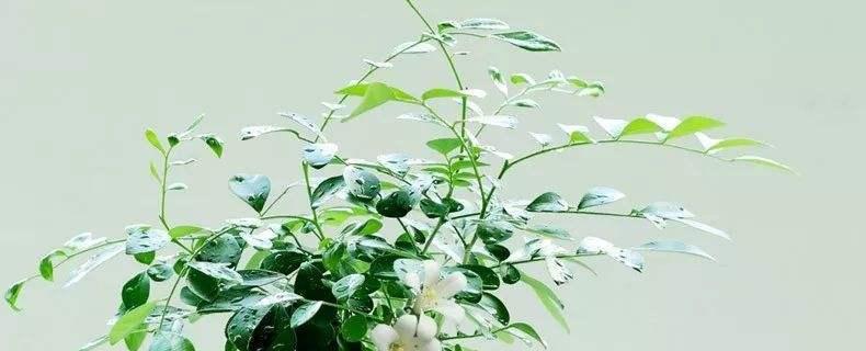 九里香的养殖技巧（打造美丽芳香的花园，从九里香开始）