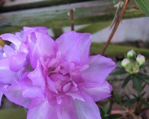 杜鹃花的香味及养护方法（探秘杜鹃花真的有香味吗？如何科学地养护杜鹃花？）