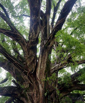 了解神秘的榕树（榕树的起源、特征及生态环境）