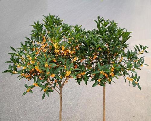 如何正确修剪金桂花树（金桂花树修剪技巧与注意事项）