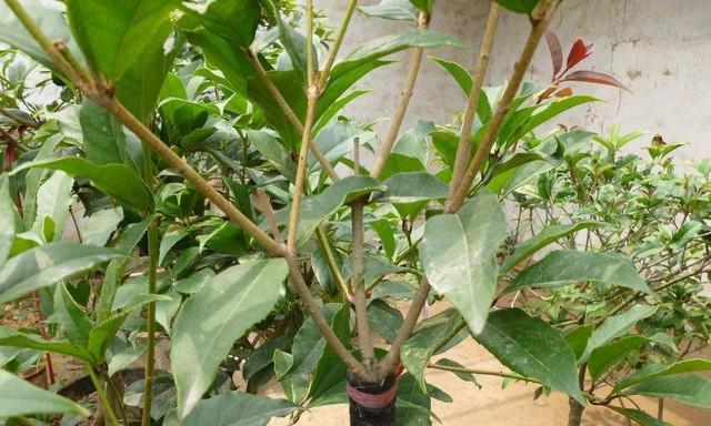 如何正确修剪金桂花树（金桂花树修剪技巧与注意事项）
