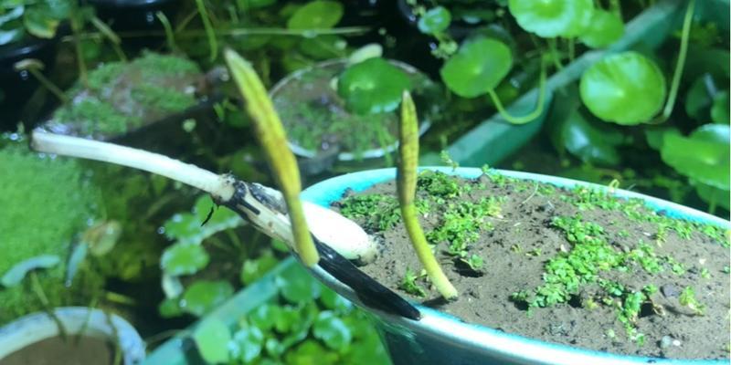 碗莲种子的种植方法（从选择到养护，让你轻松种出美丽碗莲）