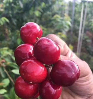 探秘樱桃树的特点（了解樱桃树的外貌、习性、种植和采摘）