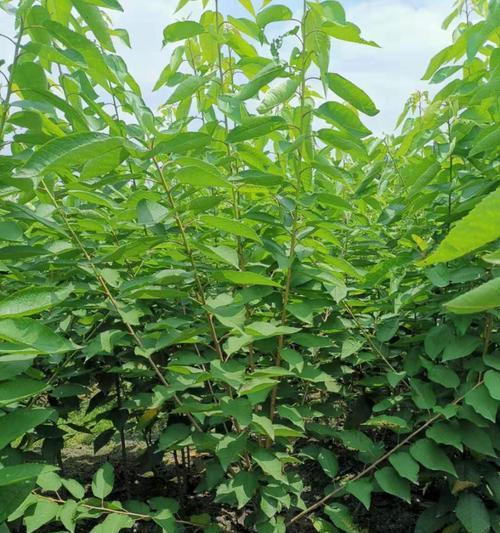 探秘樱桃树的特点（了解樱桃树的外貌、习性、种植和采摘）
