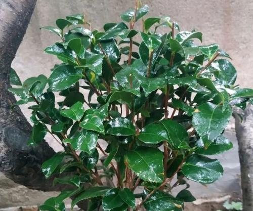 茶花花期调控全攻略（从生长环境到管理技巧，让你成为茶花高手）