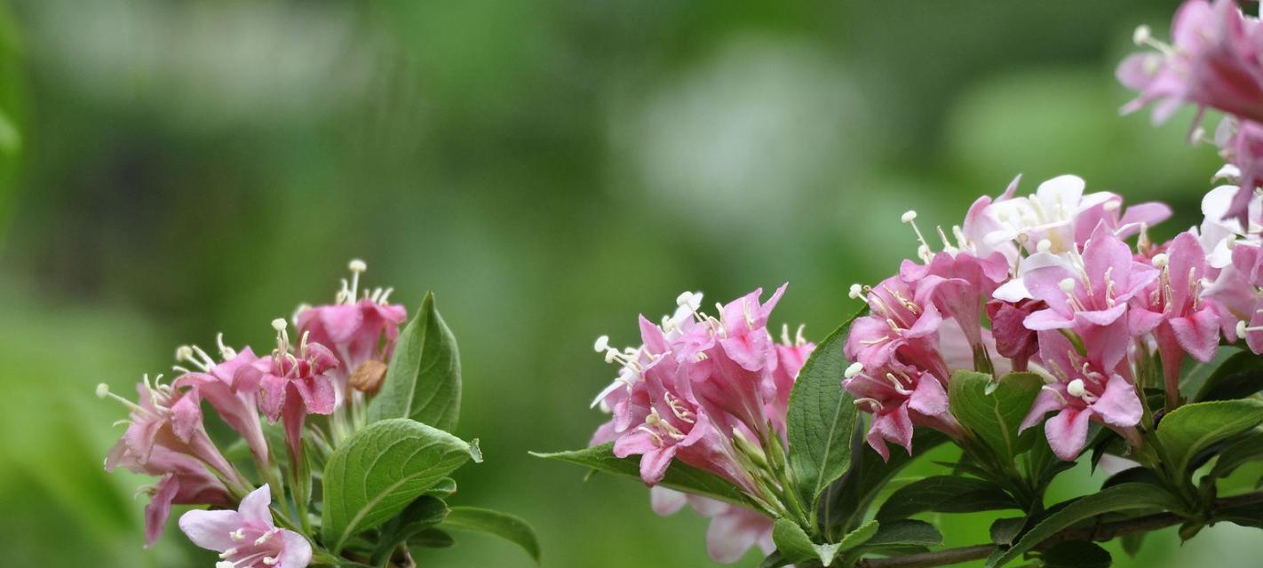 锦带花的花期及特点（探究锦带花开花时间，花期长短及花朵特点）