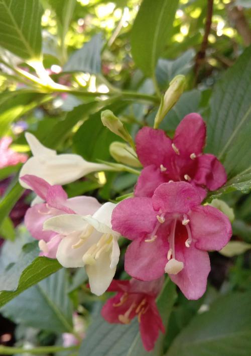 锦带花的花期及特点（探究锦带花开花时间，花期长短及花朵特点）