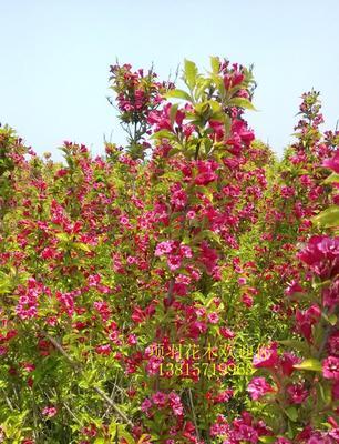 锦带花的花期及特点（探究锦带花开花时间，花期长短及花朵特点）