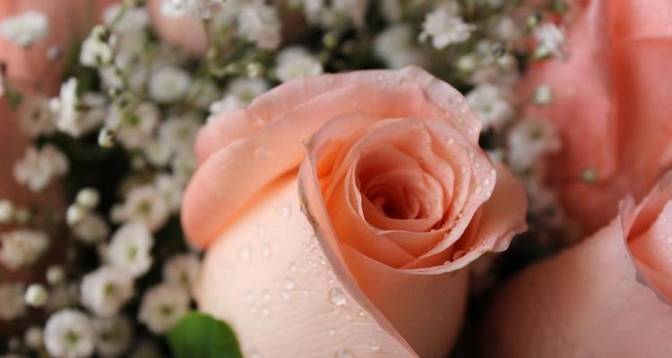 浪漫之语——玫瑰花语的意义与表达（传递心意的花语艺术，唯美传递情感的玫瑰花语）