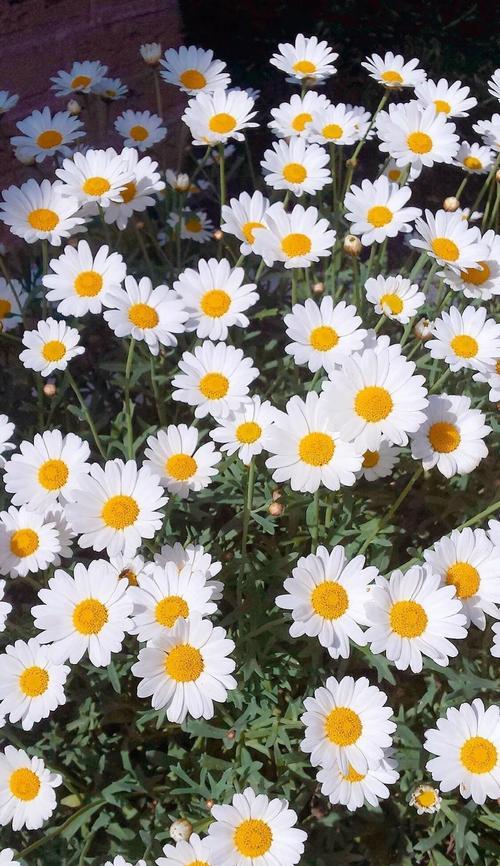 小雏菊颜色不同花语（探究小雏菊花色所代表的不同含义）