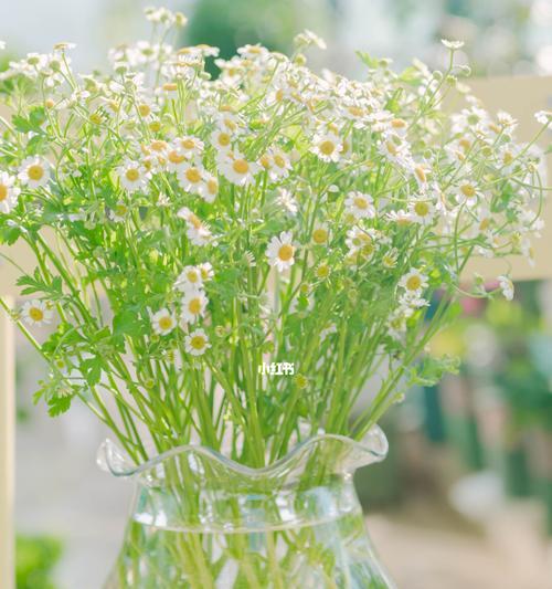 小雏菊颜色不同花语（探究小雏菊花色所代表的不同含义）