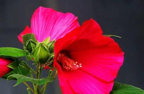 扶桑花的花语与含义（传承与希望——扶桑花的寓意）