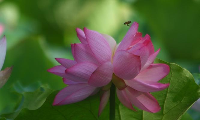 并蒂莲花——爱情的象征（传说中的爱情故事与文化内涵）