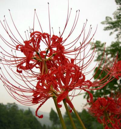 曼珠沙华——花开如梦（曼珠沙华的花语和寓意）