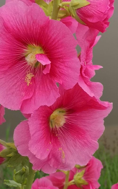 蜀葵花语及象征意义（探寻蜀葵花背后的含义）