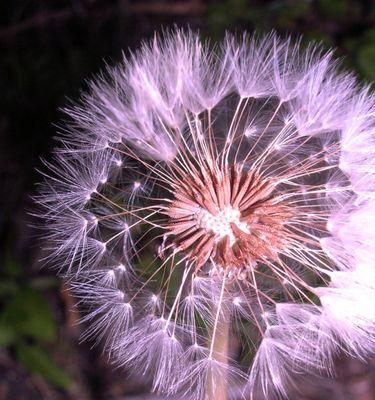 蒲公英的花语（传递希望与自由的美丽）